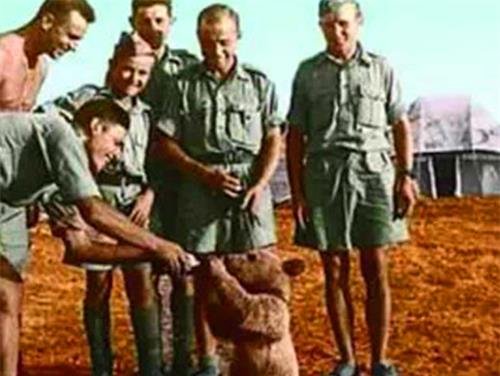 二战唯一有军衔的棕熊：在前线扛炮弹，退伍后抽烟喝酒活得很...