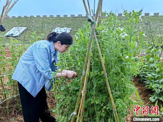 湖北咸宁一社区推出“共享菜园” 撂荒地变花园