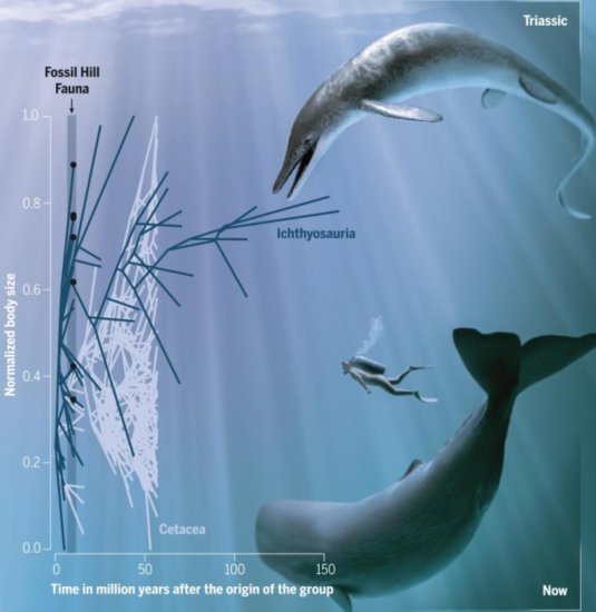 科学家发现新型<em>鱼</em>龙化石 或为地球有史<em>以来</em>最早巨型动物