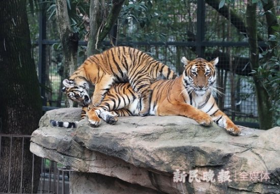 名字中有“虎”<em>免费</em>参观！上海动物园虎年生肖文化节来了