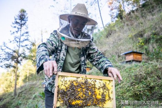 六旬老翁学养蜂网络直播卖蜂蜜年入近40万，<em>取名</em>小龙女