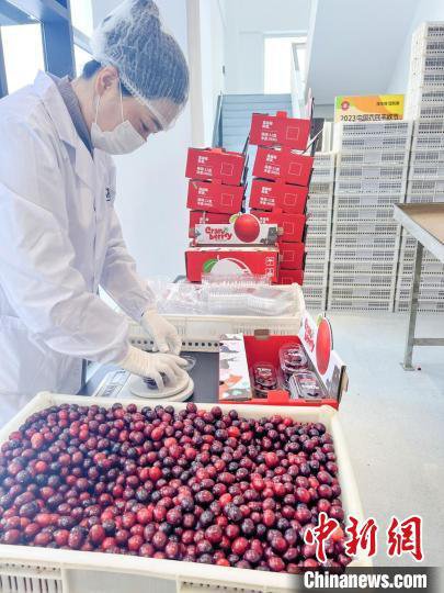 <em>黑龙江</em>10万盒蔓越莓“回抱”广西“老表”