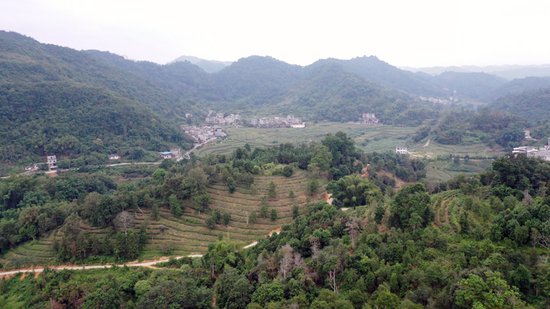 龙州：传承非遗技艺 推动后山茶产业发展