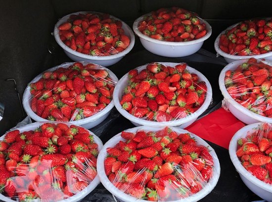 今冬<em>草莓</em>价格<em>为何</em>下降？记者探访济南市场