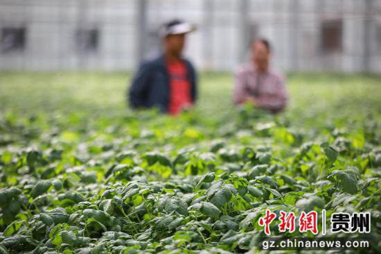贵州威宁：无土栽培马铃薯原原种 助推马铃薯产业提质增效