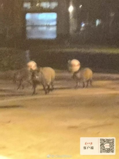 3只野猪夜间闯入华中科技大学校园，校方提醒大家注意安全