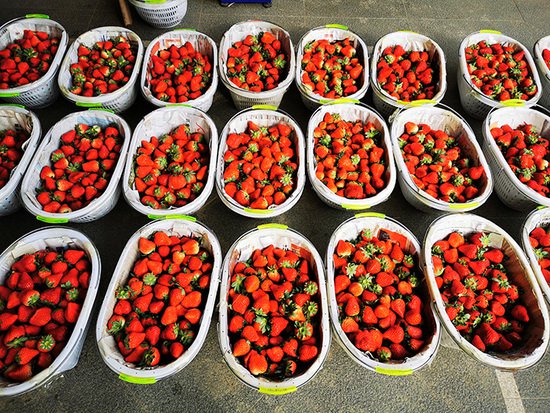 安徽肥西：甜甜“莓”香让冬天都变得温暖