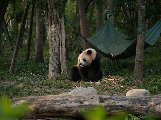 听！大熊猫的叫声<em>有多少种</em>？