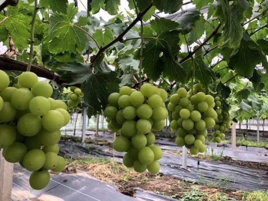 这个“葡萄大王”让一棵树上结出20多个葡萄品种
