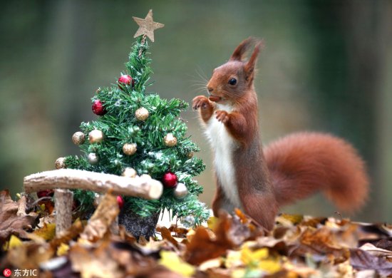 吃货嗅觉之灵敏是<em>无敌的</em>！ 实拍英国红松鼠“偷吃”圣诞坚果