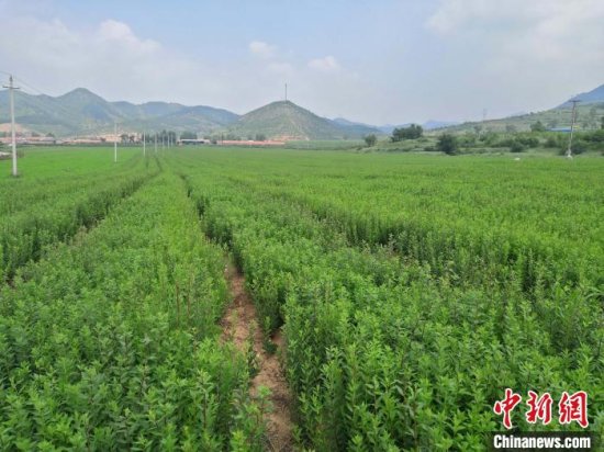 河北隆化县被认定为国家级区域性（中<em>药材</em>）良种繁育基地