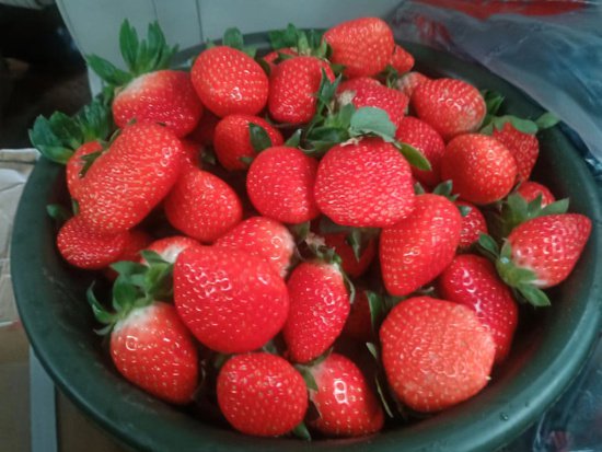 南阳市卧龙区：红火小草莓铺出乡村振兴“致富路”