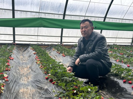 新疆三坪草莓园：绿色耕作，示范新农业