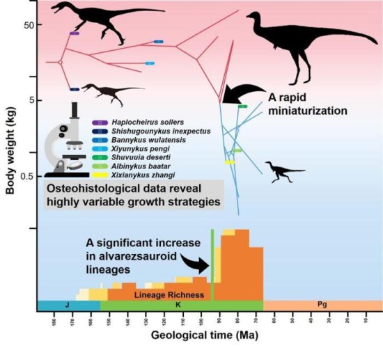 中外科学家最新研究揭秘阿尔瓦雷斯龙类<em>恐龙</em>快速小型化过程