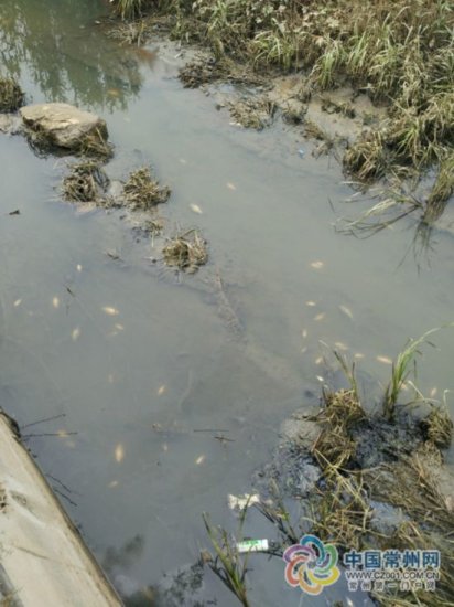 常州<em>武进</em>一条河出现大量死鱼 环保局：没污染