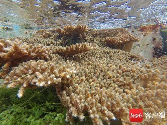 独家策划 | 海<em>的呼唤</em>：保护珊瑚礁，专家建议国家海水水质标准...