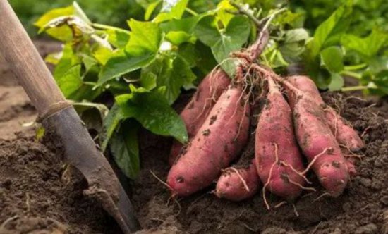 河南新野：<em>红薯</em>种植产业兴旺 赋能乡村振兴之路