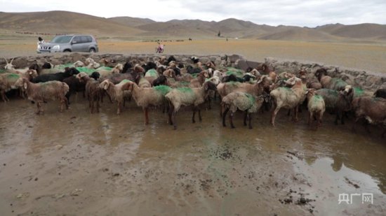 额敏：45万只羊集体洗“药浴”