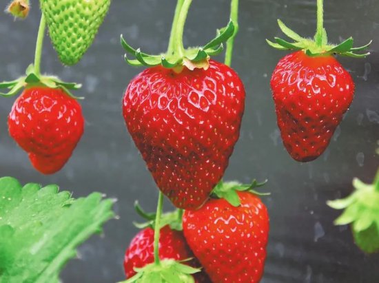 云南昭通：<em>草莓</em>走俏市场 蔬菜提质增效