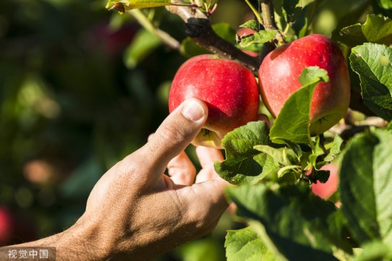 为节能，意大利果农用山洞储存苹果