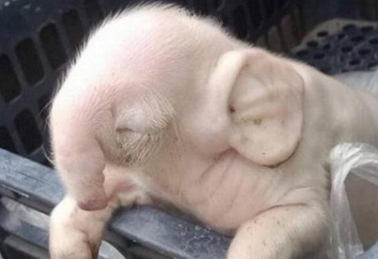 猪妈妈生下6个<em>猪宝宝</em>，却发现小猪面目异样，网友：猪能生象吗