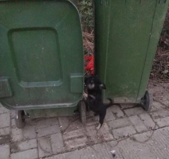 <em>小黑狗</em>失去母亲整日在垃圾桶旁不愿离开令人心碎！