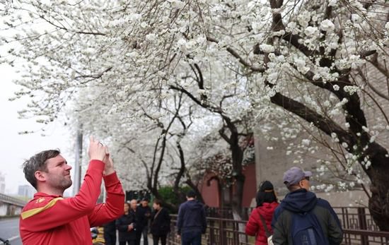 北京：白山桃花盛开 装点雍和宫地铁站