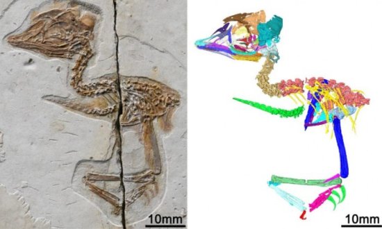 我国科学家发现小型古代鸟类的头骨化石 与<em>霸王龙</em>头骨<em>特征</em>几乎...