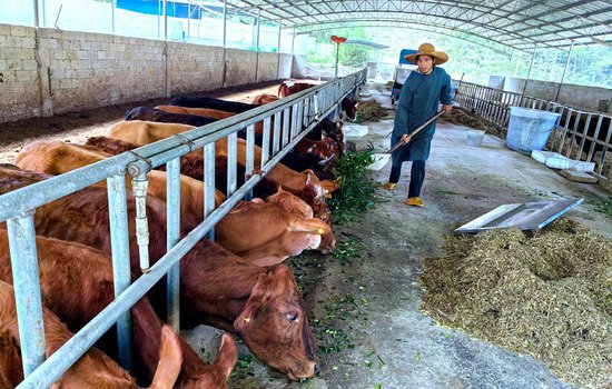 广西德保：肉牛养殖“犇”富路