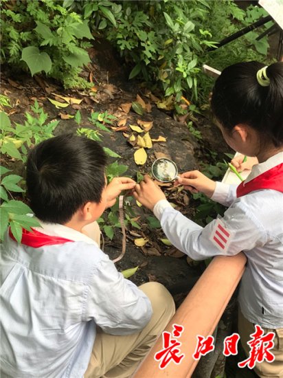 小学自然发现队“探秘”<em>蛇</em>山，发现它产花椒、枸杞和大枣