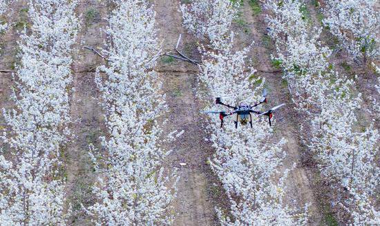 无人机液体授粉 为新疆香梨产业插上“智慧”的翅膀