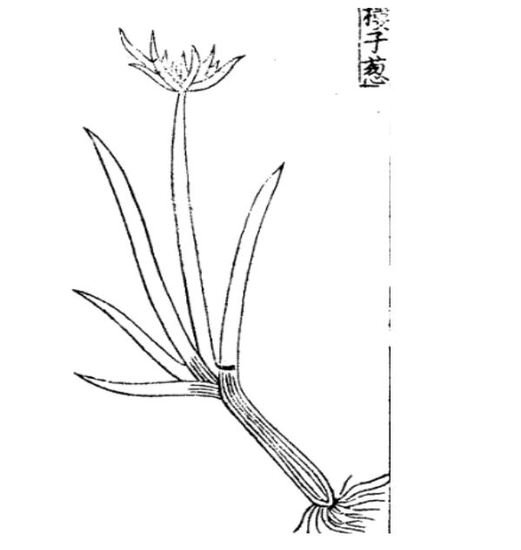 作物的故事︱调和五味：中国古代葱的<em>栽培与</em>利用