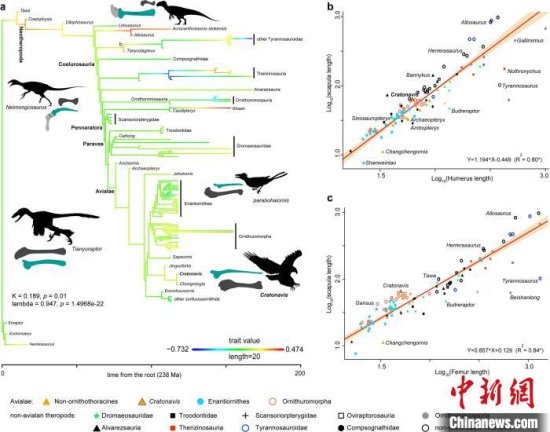 1.2亿年前长着恐龙头骨和怪异身体的鸟 揭秘早期鸟类<em>如何演化</em>