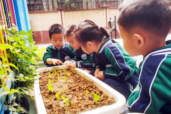 西乡塘区各中小学、幼儿园积极开展植树活动