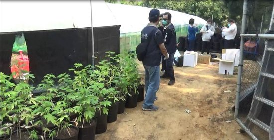创岛内纪录，台湾毒贩铲平山头种1608株大麻