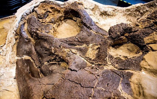 6700万年前“双龙决斗”化石被发现，霸王龙与三角龙谁厉害？