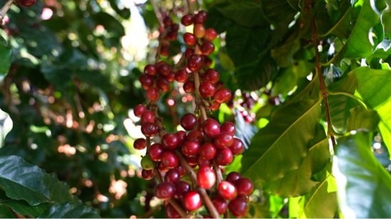 云南西盟：以赛促学强技能 咖啡鲜果采摘竞赛干货满满