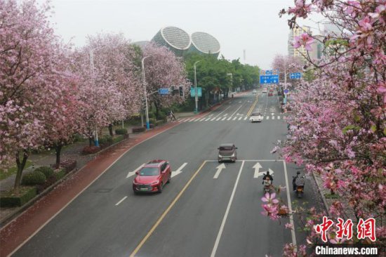 广西柳州雨雾朦胧 30万株洋紫荆演绎落花之美