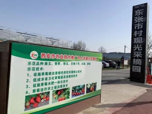 西安：科技打底 农旅提效 共创“莓”好产业