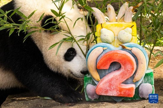 旅美大熊猫幼崽“小奇迹”两岁了