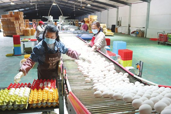 小鸡蛋带动阳城县大产业