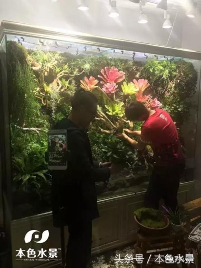 本色水景青州新开2.2米雨林缸欣赏水草造景草缸培训