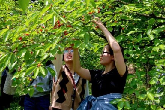 贵州毕节：玛瑙红樱桃促进农旅一体融合发展