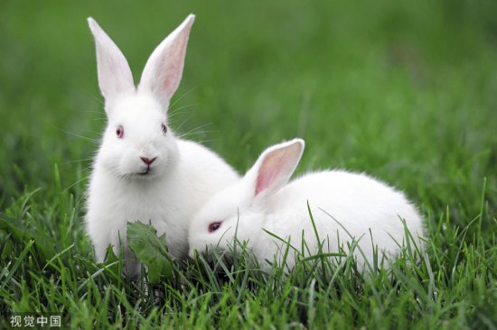 2023年癸卯兔年，民间流传“<em>兔子</em>不生冬八月”，指的是几月？