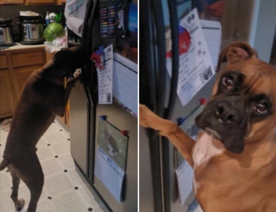 <em>美国一只</em>口渴的宠物狗被主人抓到在冰箱饮水机喝水