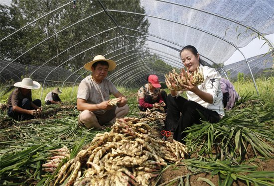 铜陵白姜<em>种植系统</em>入选全球重要农业文化遗产
