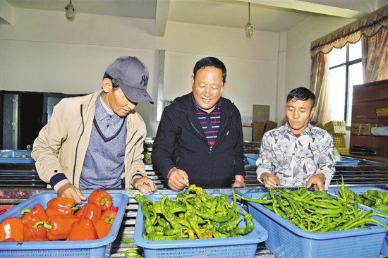 西藏隆子县：打造蔬果产业园区
