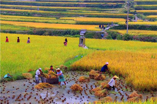 一位教授的惊人调查：中国农村当前最严重<em>问题</em>，并非农民收入太...