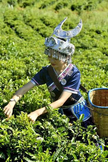 云南凤庆：48.87万亩<em>茶园</em>通过国家绿色茶叶基地认证