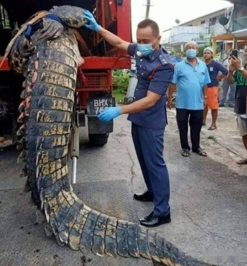 马来捕捉一头约800公斤的巨型鳄鱼，身长约5.3米，闯进住宅区让...